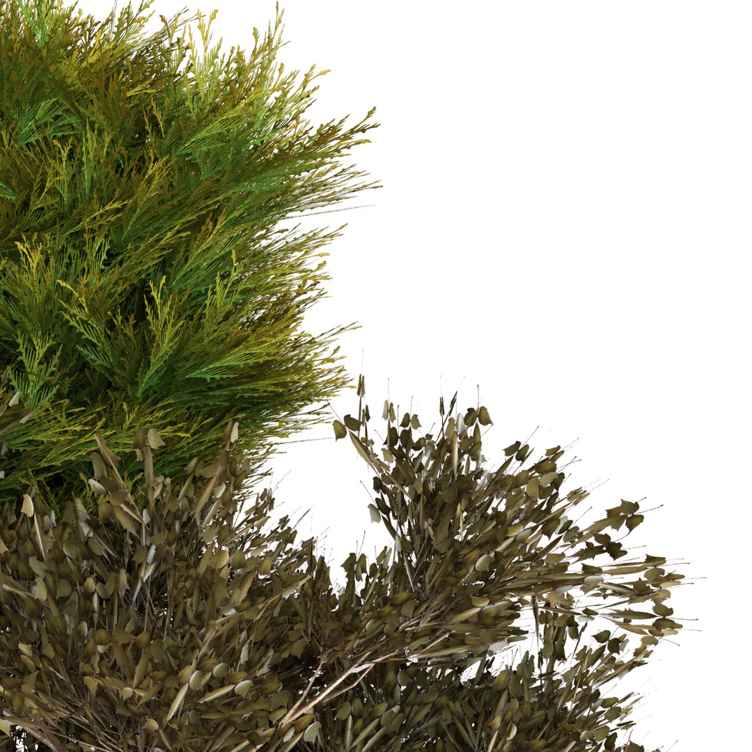 3D plants box set 10 https://p.turbosquid.com/ts-thumb/s8/m25NEV/o0/6/jpg/1625294392/1920x1080/fit_q87/9018f99a8d48667350c32b03bf4baee7b8c22400/6.jpg