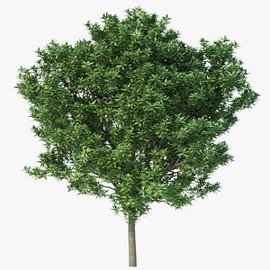 3D tree nature plant
