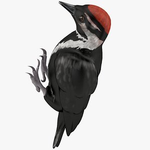3d woodpecker toy