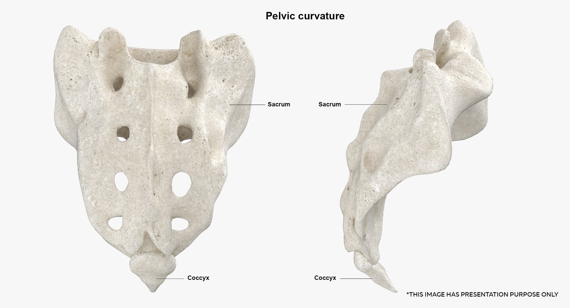 3D Human Spine Bones Collection 01 - 4 models https://p.turbosquid.com/ts-thumb/s9/3FoJnG/3V/sacrum_white/jpg/1655301899/1920x1080/fit_q87/626ad01d9f7b1408b92190fff15ed51c4a1a5296/sacrum_white.jpg