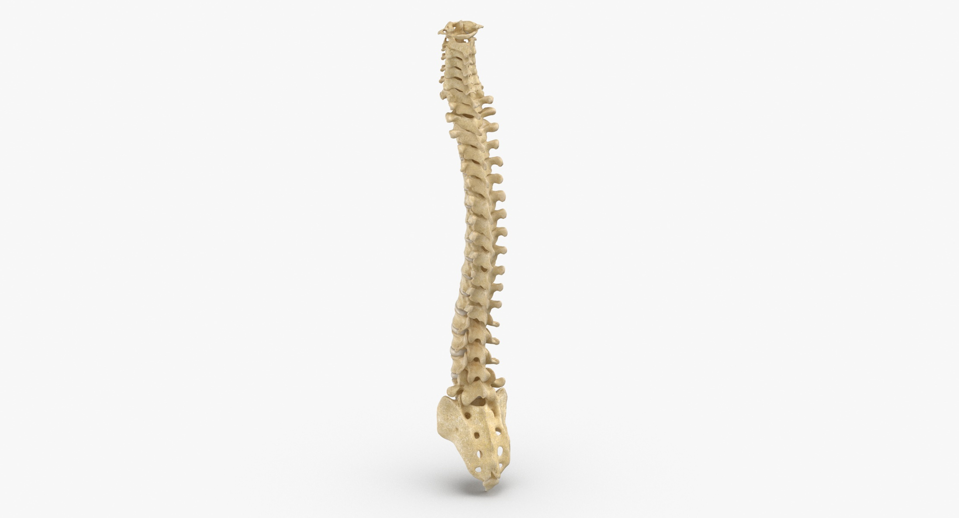 3D Human Spine Bones Collection 01 - 4 models https://p.turbosquid.com/ts-thumb/s9/3FoJnG/48/0000/jpg/1655301747/1920x1080/turn_fit_q99/f0dbe3d4820714c4606a6b8ec7f3268d52b848d2/0000-1.jpg