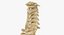 Human Spine Bones Collection 01 - 4 models