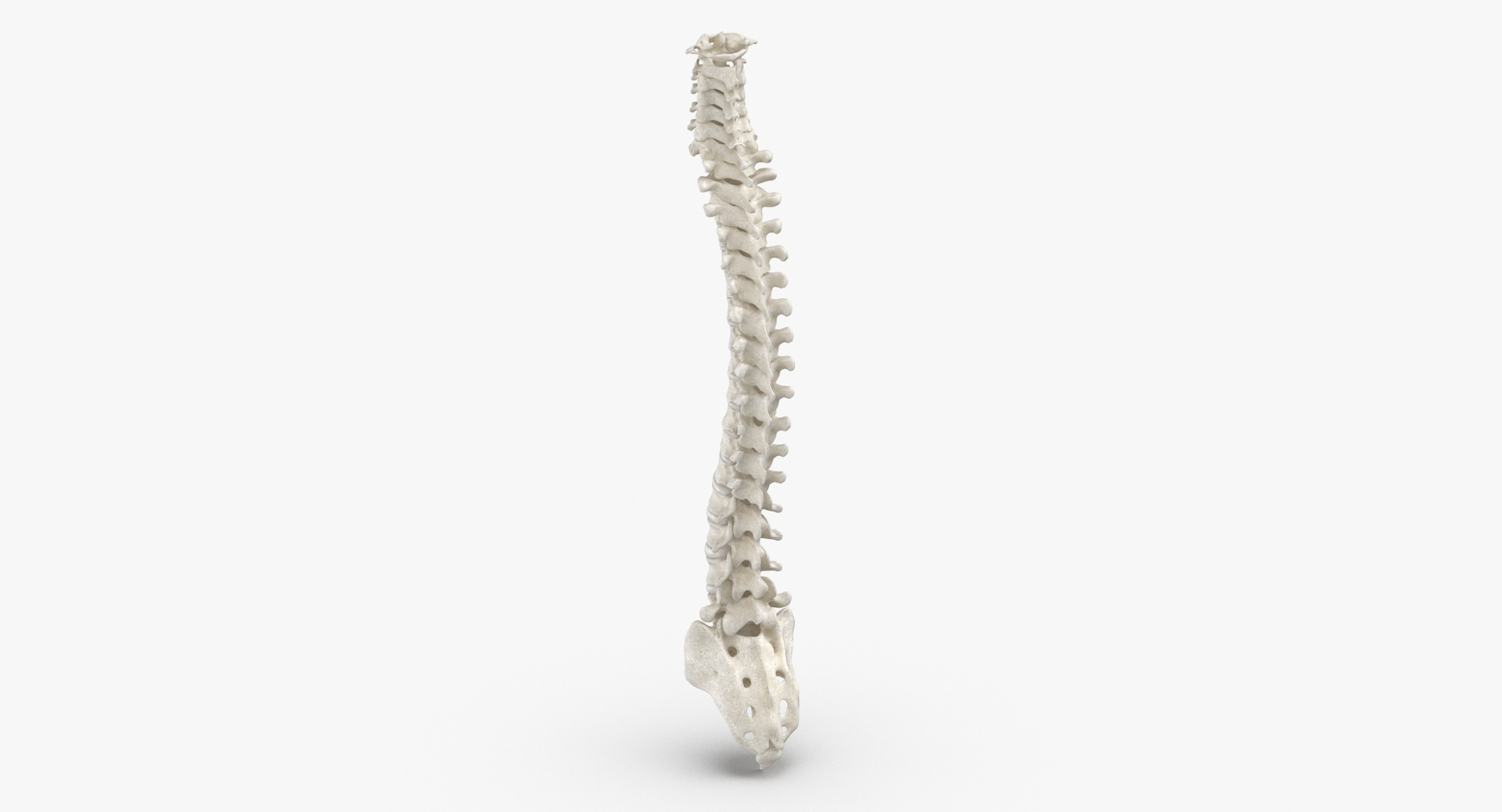 3D Human Spine Bones Collection 01 - 4 models https://p.turbosquid.com/ts-thumb/s9/3FoJnG/99/0000/jpg/1655301781/1920x1080/turn_fit_q99/c1f1c72e303945f0dfea6c831771183bc3b3ce41/0000-1.jpg