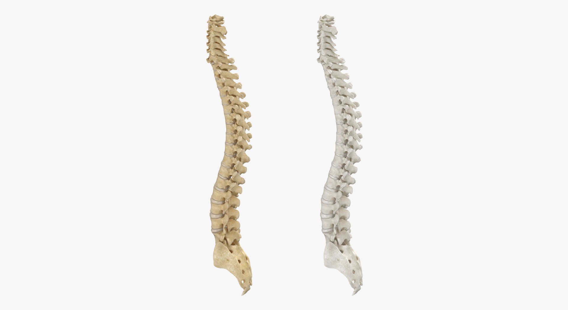 3D Human Spine Bones Collection 01 - 4 models https://p.turbosquid.com/ts-thumb/s9/3FoJnG/C6/h4/jpg/1655301623/1920x1080/fit_q87/11be1379965dcf420b3f28af3aa6d159cb6703d7/h4.jpg