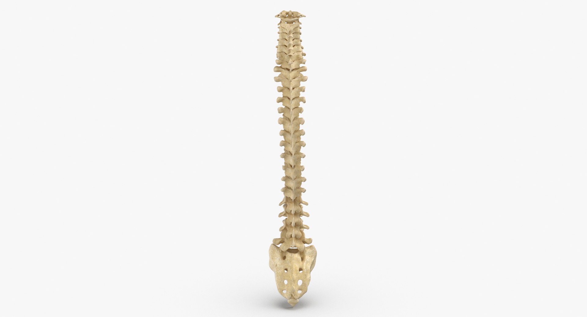 3D Human Spine Bones Collection 01 - 4 models https://p.turbosquid.com/ts-thumb/s9/3FoJnG/Ed/human_spine_bonesanatomy_01_thumbnail_0004/jpg/1655302157/1920x1080/fit_q87/a6a18d30a3480826ba2ef81659050b3cf90e9873/human_spine_bonesanatomy_01_thumbnail_0004.jpg