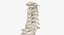 Human Spine Bones Collection 01 - 4 models