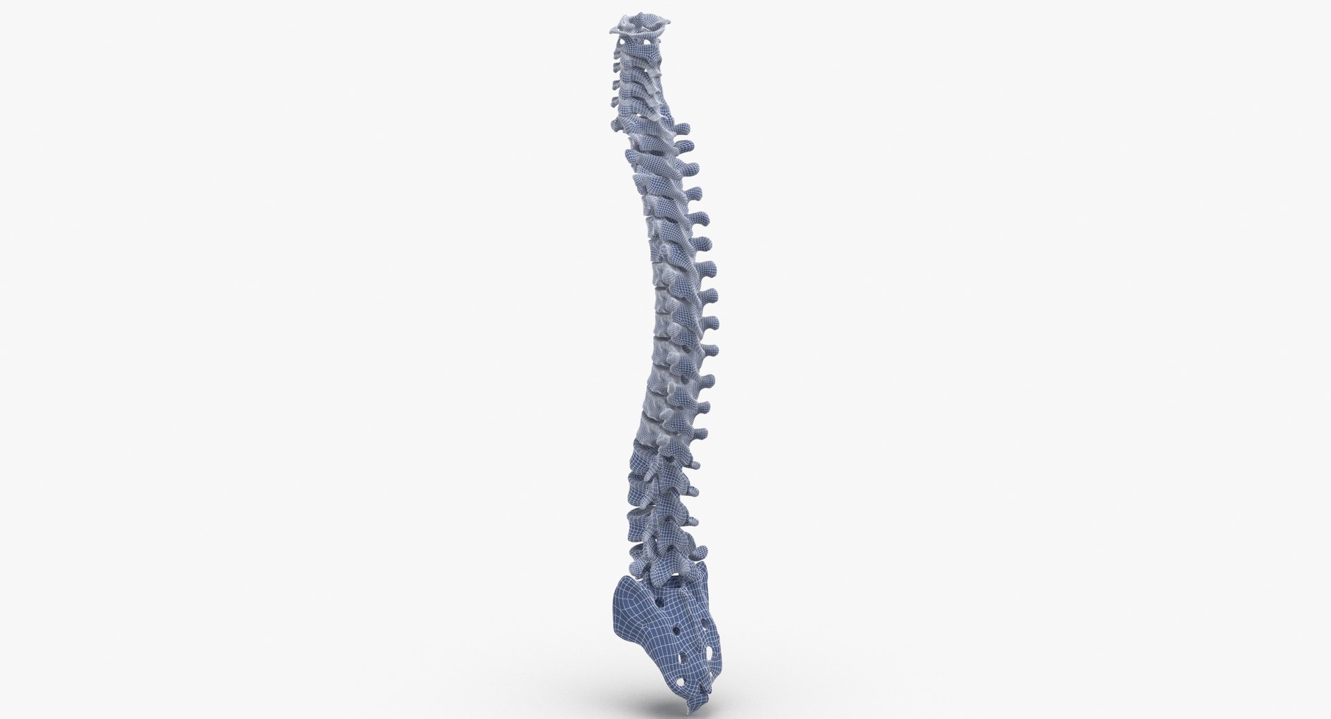 3D Human Spine Bones Collection 01 - 4 models https://p.turbosquid.com/ts-thumb/s9/3FoJnG/Jx/human_spine_bonesanatomy_01_wireframe_0003/jpg/1655302451/1920x1080/fit_q87/f22b67ee5515775e75be8c74a9c4ba3e920af1a1/human_spine_bonesanatomy_01_wireframe_0003.jpg
