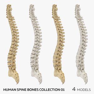 3D Human Spine Bones Collection 01 - 4 models
