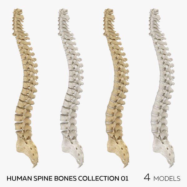3D Human Spine Bones Collection 01 - 4 models