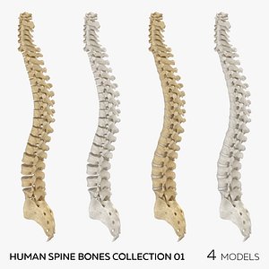 Human Spine Bones Collection 01 - 4 models