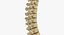 Human Spine Bones Collection 01 - 4 models