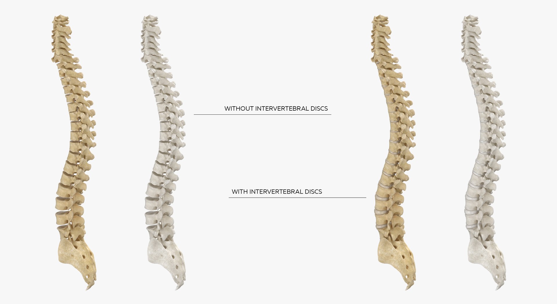 3D Human Spine Bones Collection 01 - 4 models https://p.turbosquid.com/ts-thumb/s9/3FoJnG/cv/h1/jpg/1655301623/1920x1080/fit_q87/db4d0e8415fd196fa423f9157e1054c4be37998e/h1.jpg