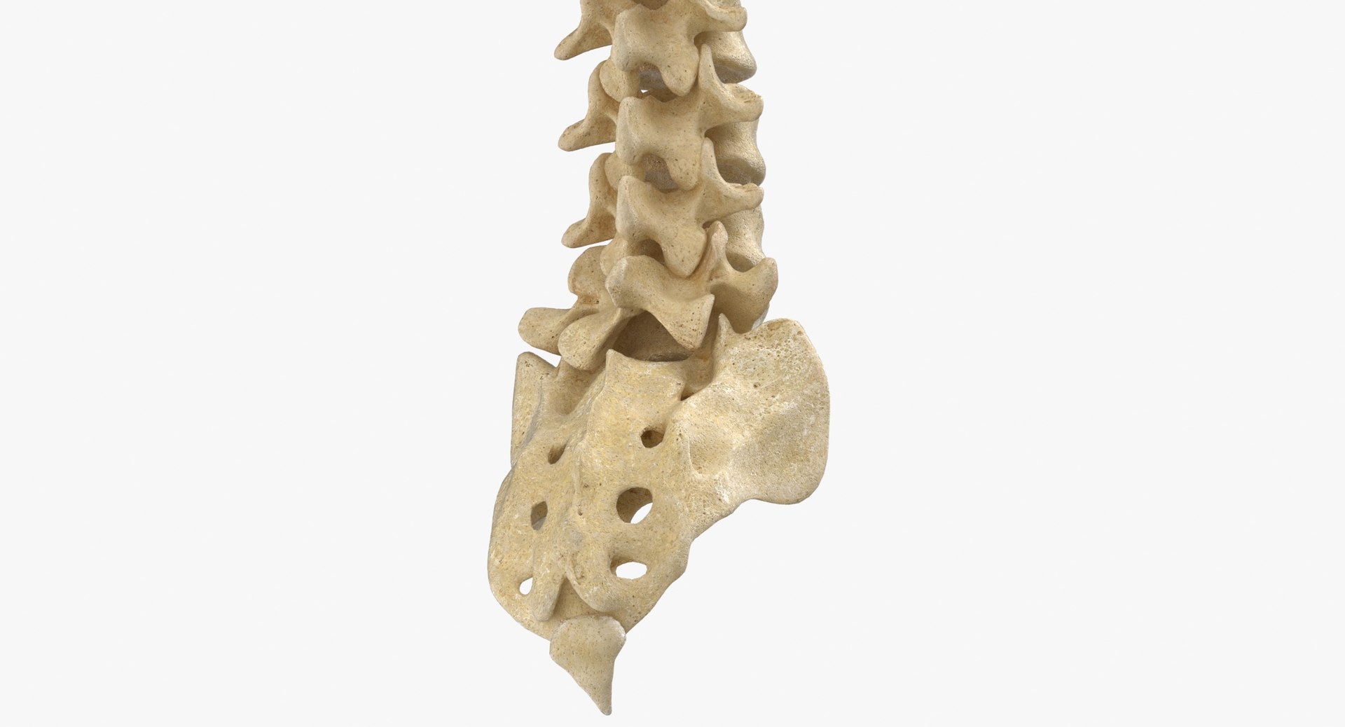 3D Human Spine Bones Collection 01 - 4 models https://p.turbosquid.com/ts-thumb/s9/3FoJnG/g0/human_spine_bonesanatomy_01_thumbnail_0008/jpg/1655302160/1920x1080/fit_q87/ed9ab104c53302bd31e00e8d217c44ab8dcd4e6e/human_spine_bonesanatomy_01_thumbnail_0008.jpg