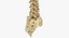 Human Spine Bones Collection 01 - 4 models