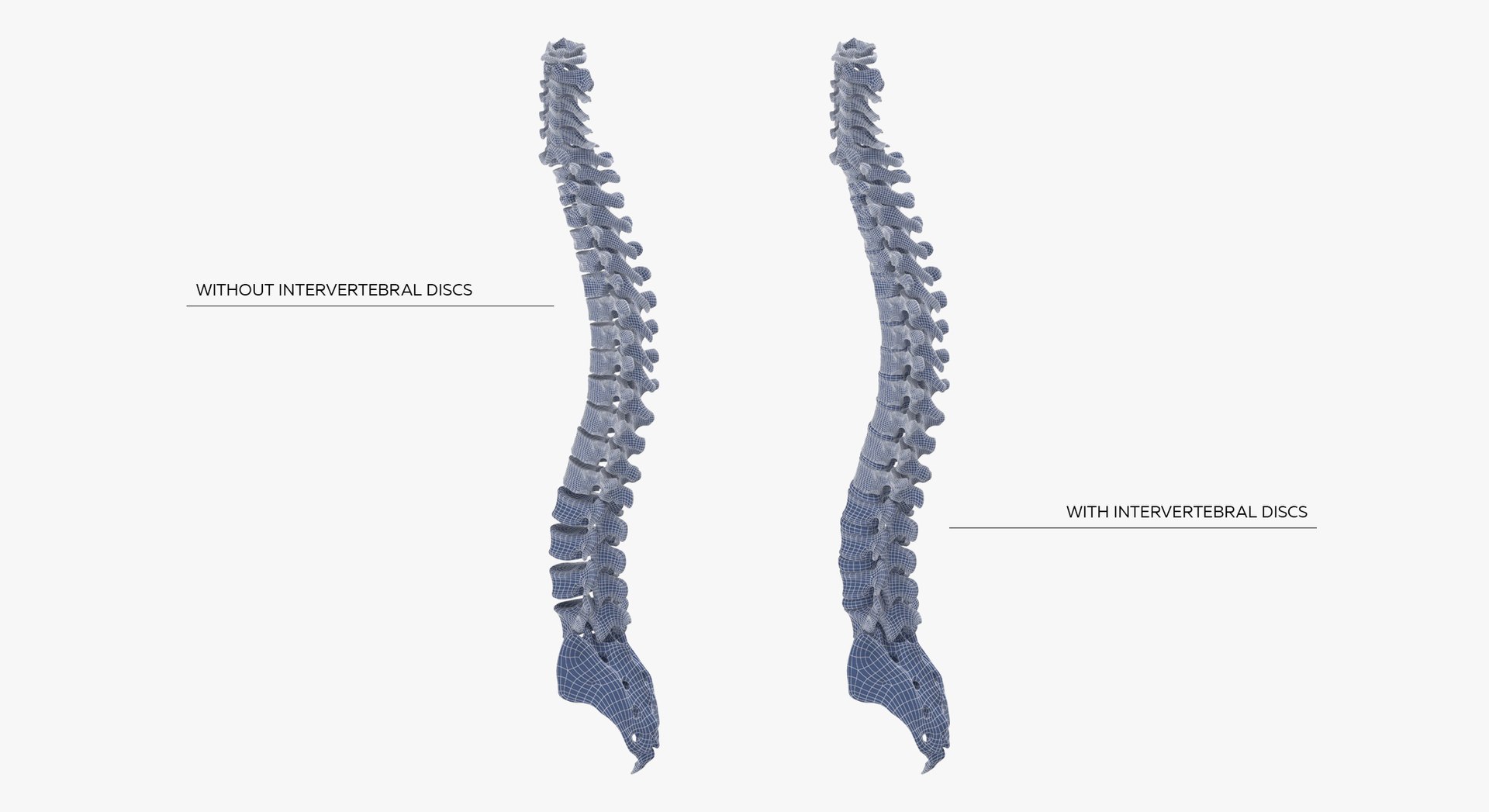 3D Human Spine Bones Collection 01 - 4 models https://p.turbosquid.com/ts-thumb/s9/3FoJnG/gw/h2/jpg/1655302409/1920x1080/fit_q87/5f8bbba729b5d90038430ff8b9d82a43d5586fc8/h2.jpg
