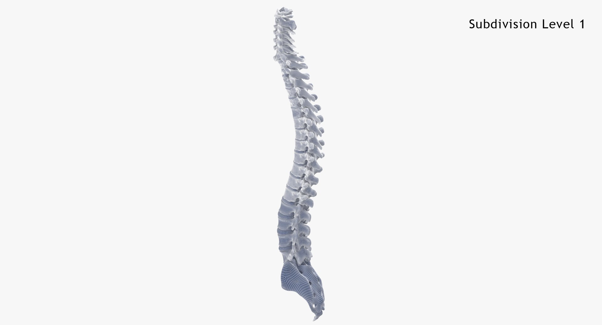 3D Human Spine Bones Collection 01 - 4 models https://p.turbosquid.com/ts-thumb/s9/3FoJnG/m3/human_spine_bones_anatomy_with_intervertibral_disks_01_wsubdiv1_0001/jpg/1655302566/1920x1080/fit_q87/5791975f8e04f8993e546b350ed3c5c760a45187/human_spine_bones_anatomy_with_intervertibral_disks_01_wsubdiv1_0001.jpg