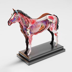 Horse Anatomy with internal organs - 4k textures 3D model