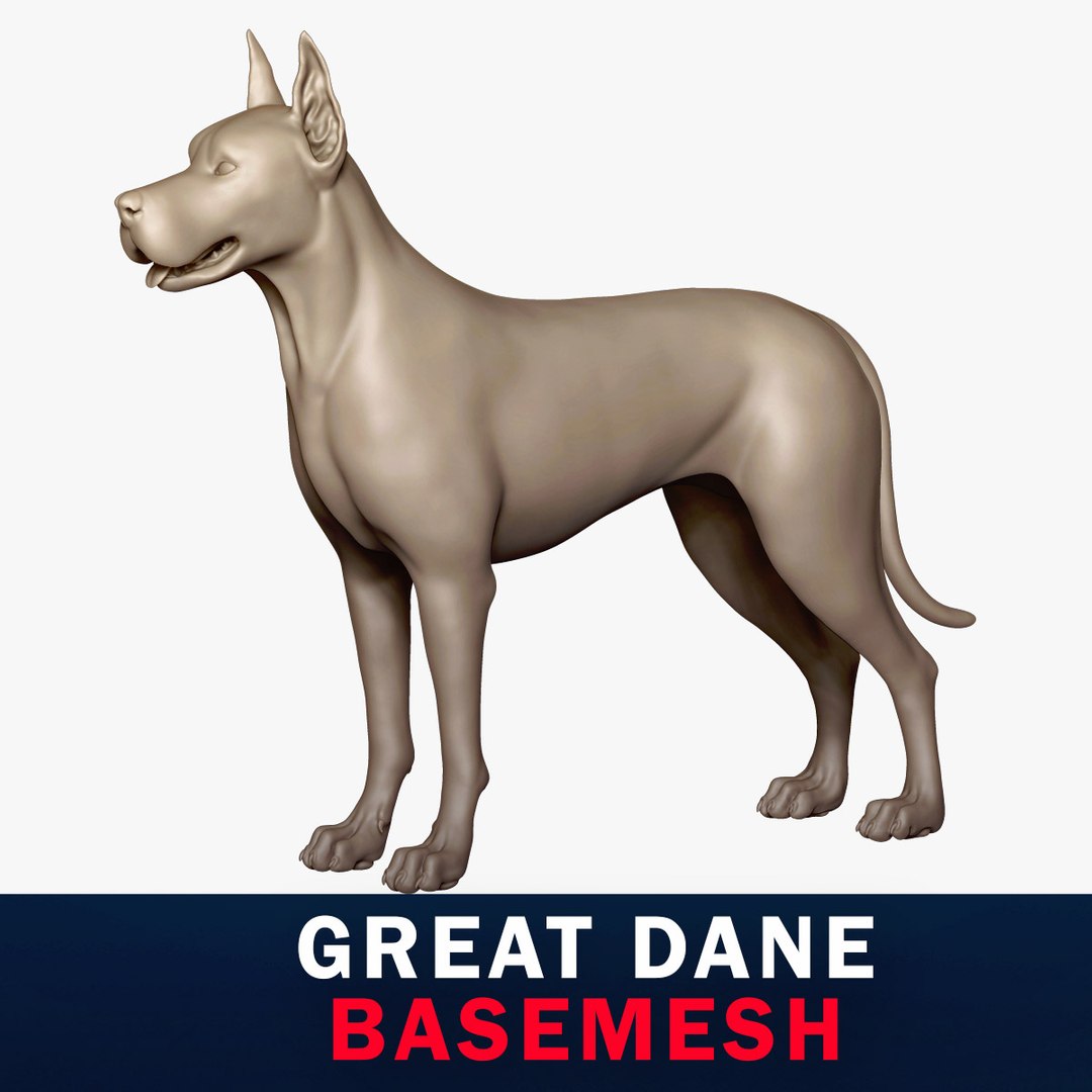 3D Great Dane Base Mesh 3D Model - TurboSquid 1863573