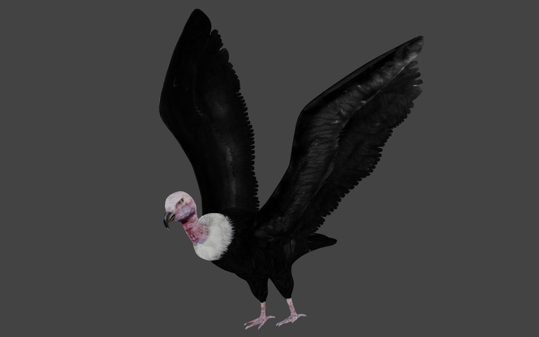 3D Vulture Rigged Model - TurboSquid 1668532