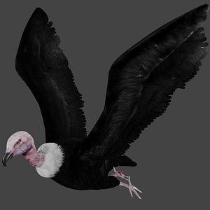 3D vulture rigged model