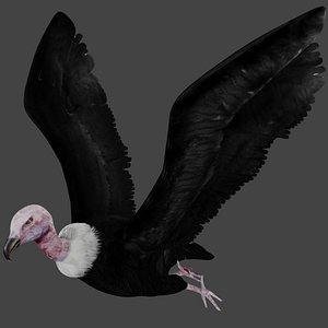 Vulture Rigged Low Poly