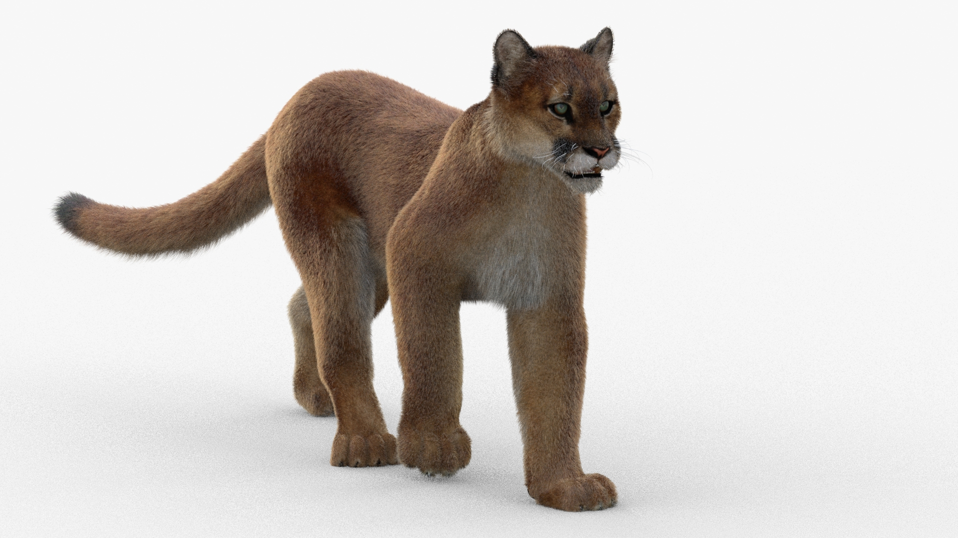 puma fur animation cat 3d model https://p.turbosquid.com/ts-thumb/s9/Eihx1i/1nJUoa3w/cougar_walk/jpg/1603381745/1920x1080/turn_fit_q99/c120b7c1373af15400eea7e45eaa234b88d00c1d/cougar_walk-1.jpg