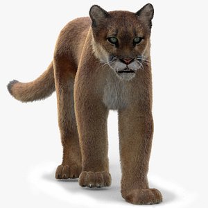 puma fur animation cat 3d model