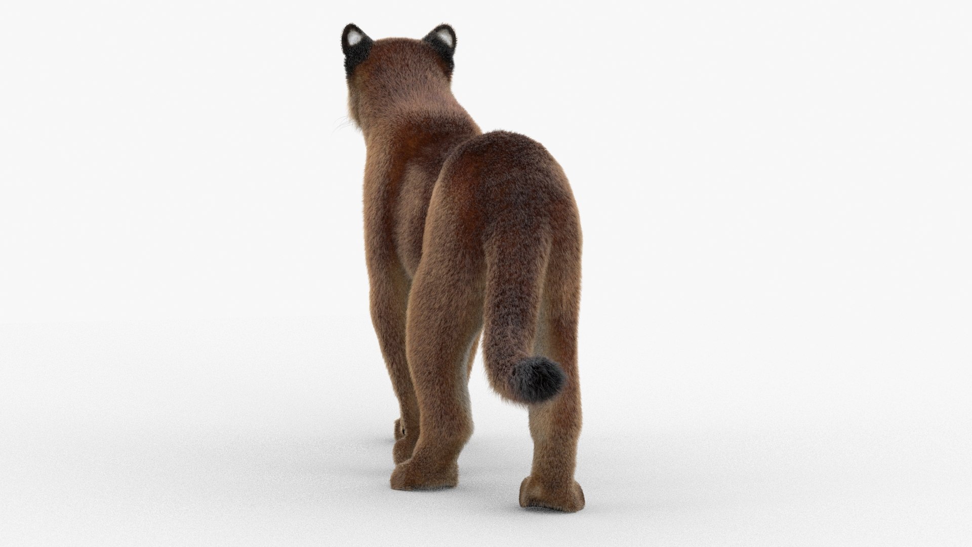 puma fur animation cat 3d model https://p.turbosquid.com/ts-thumb/s9/Eihx1i/tYaxYxAT/cougar3dmodelanimatedfur09/jpg/1597096828/1920x1080/fit_q87/9dd8a45b1b41da44fe1ae30fddf711b946cac956/cougar3dmodelanimatedfur09.jpg