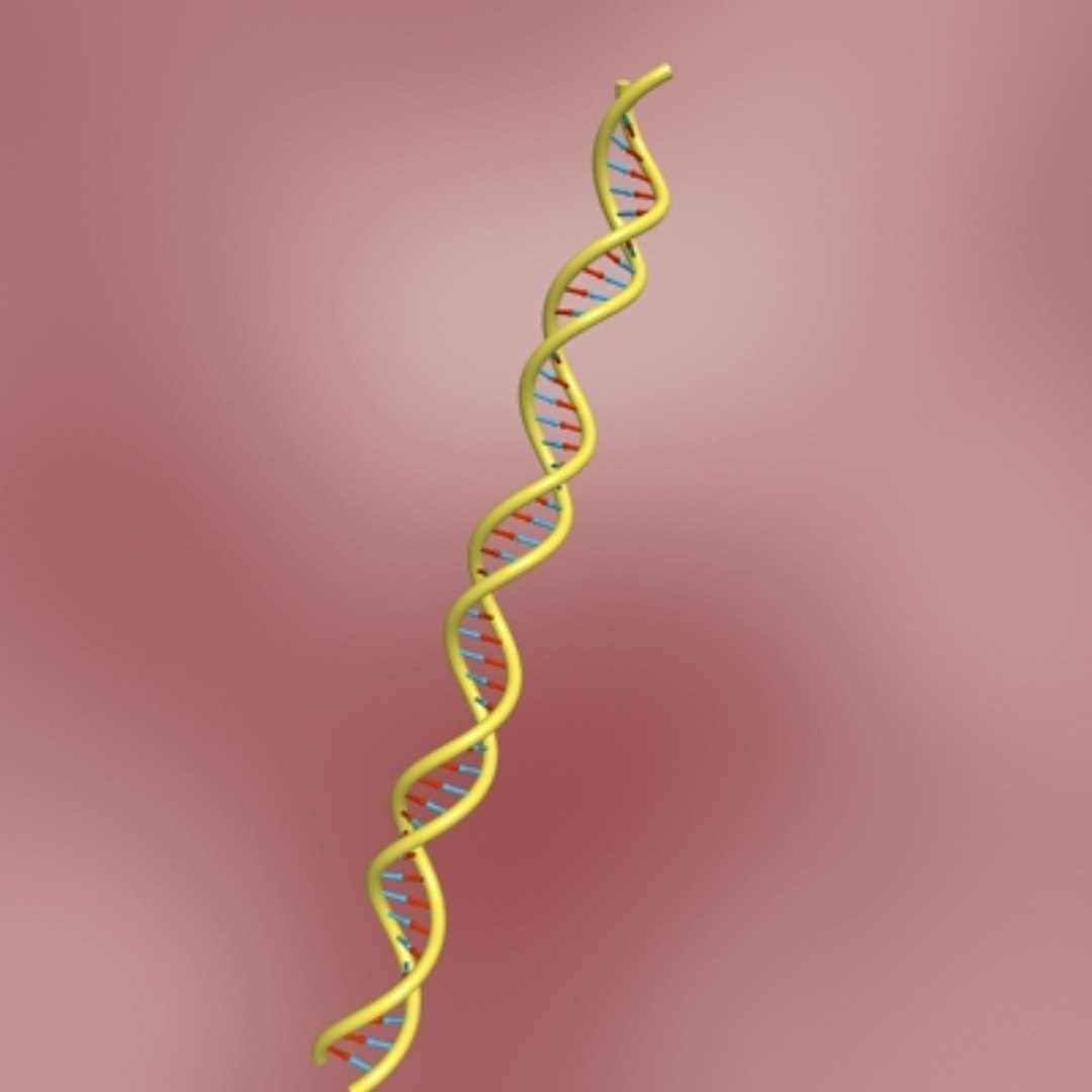 dna double 3d model