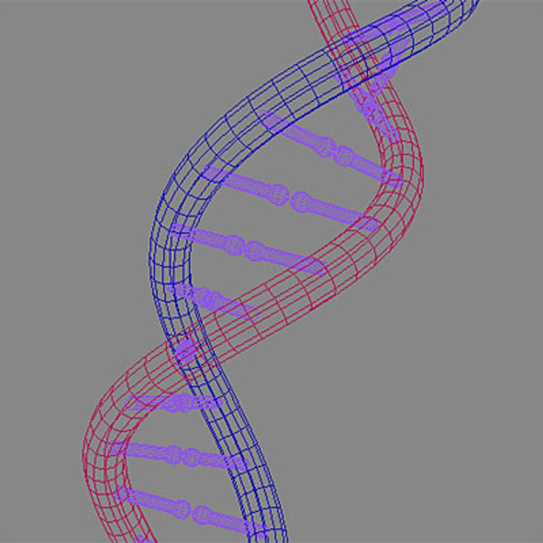 dna double 3d model https://p.turbosquid.com/ts-thumb/s9/EuAAis/xQ9FFjoj/dna_w/jpg/1126274873/1920x1080/fit_q87/3d74307192b144bcfd805130e261cbbb2739d9d6/dna_w.jpg