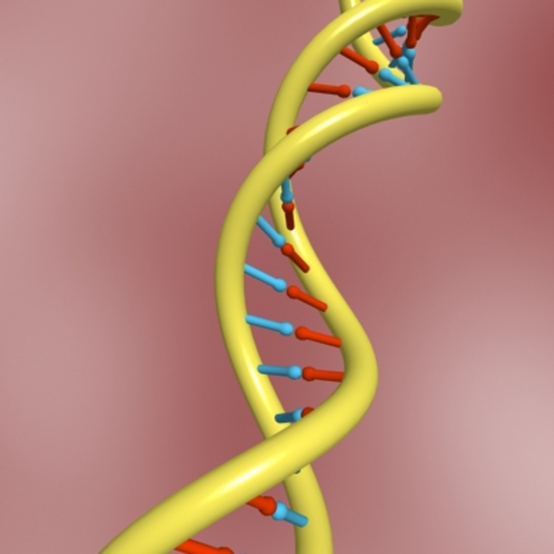 dna double 3d model