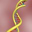 DNA