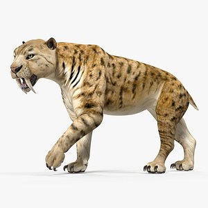 3D saber tooth tiger walking model