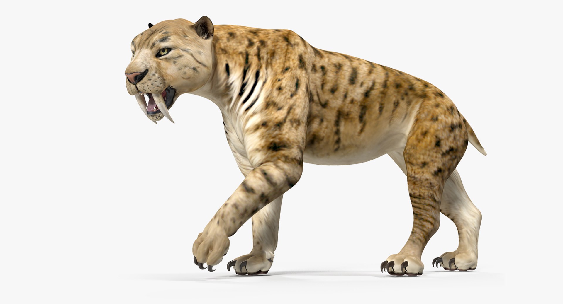 Saber Tooth Tiger Walking Pose 3D Model 3D model preview
