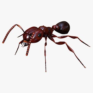 3d model red ant - solenopsis