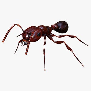 Red Fire Ant - Solenopsis Invicta (Standard)