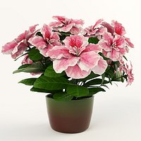 Azalea