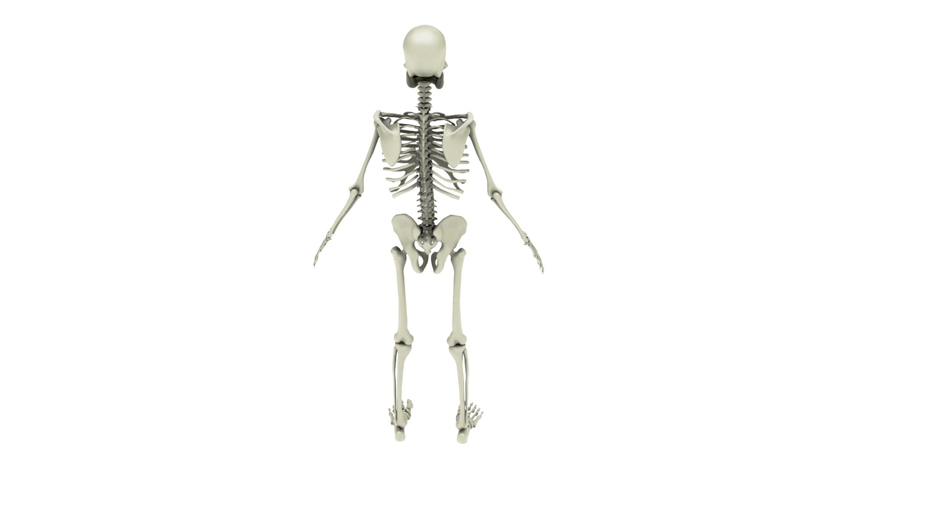 3D Skull Science Anatomy Model - TurboSquid 1460179
