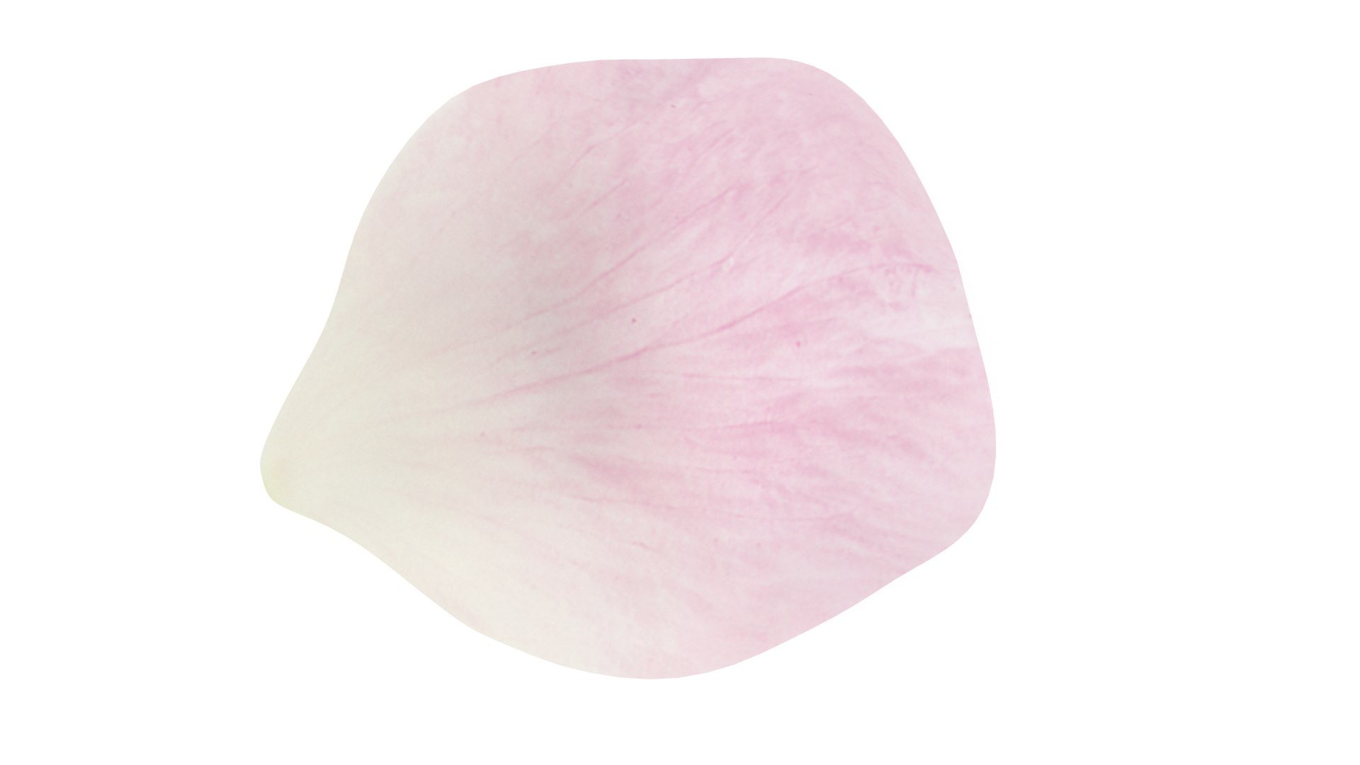 3D Rose petal pink model https://p.turbosquid.com/ts-thumb/s9/SY7waX/Sk/3/png/1655215178/1920x1080/fit_q87/738224169d289afd2c5e6a287425f3dd894febb1/3.jpg