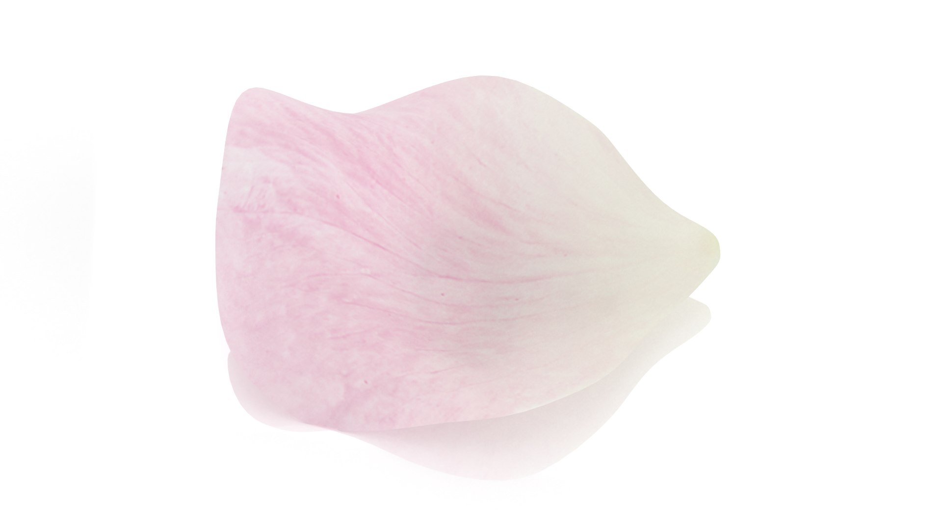3D Rose petal pink model https://p.turbosquid.com/ts-thumb/s9/SY7waX/m2/5/png/1655215187/1920x1080/fit_q87/26015dea7da825aa253e7c1a08b008af79a2fcb3/5.jpg