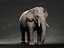 Elefante