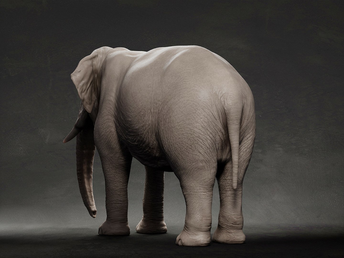 3D animal elephant model https://p.turbosquid.com/ts-thumb/s9/aMG5Xz/Jo/5/jpg/1633286897/1920x1080/fit_q87/9af69c611046edbfd242cbb92376f69742bf966f/5.jpg