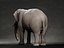 Elefante