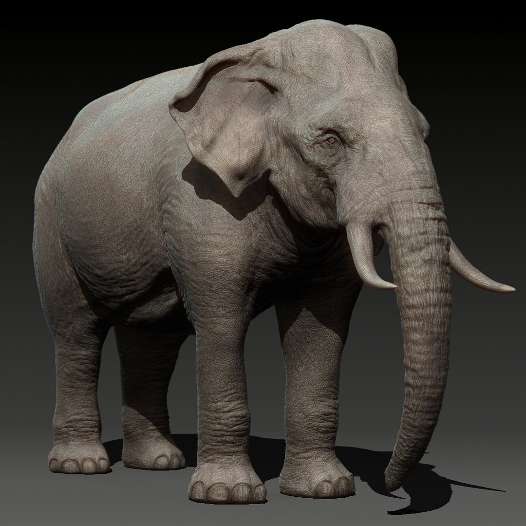 3D animal elephant model - TurboSquid 1685586