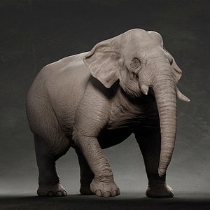 3D animal elephant model