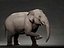 Elefante