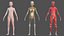 Complete Full Body Kid Girl Anatomy Fur model