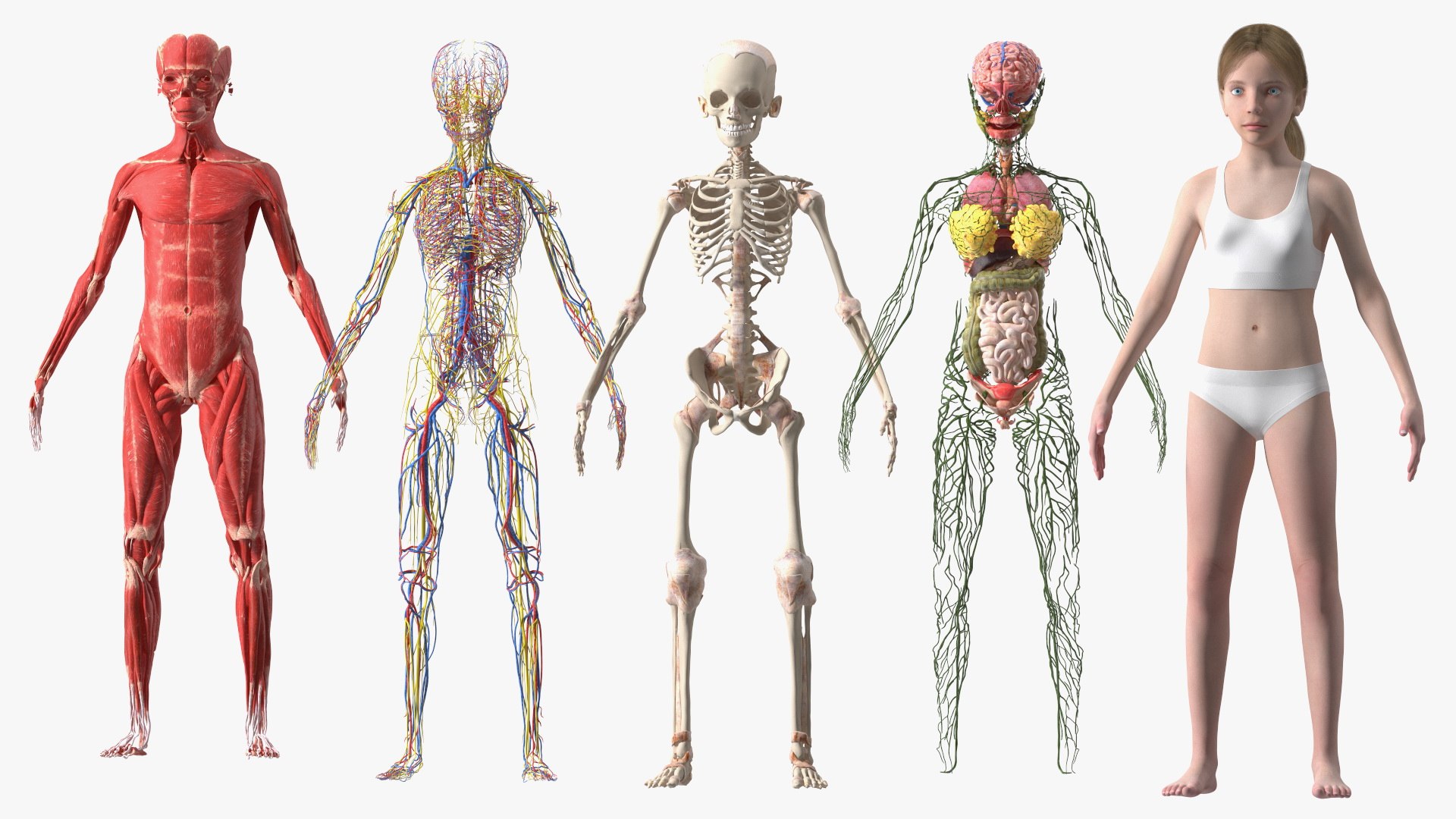 Complete Full Body Kid Girl Anatomy Fur