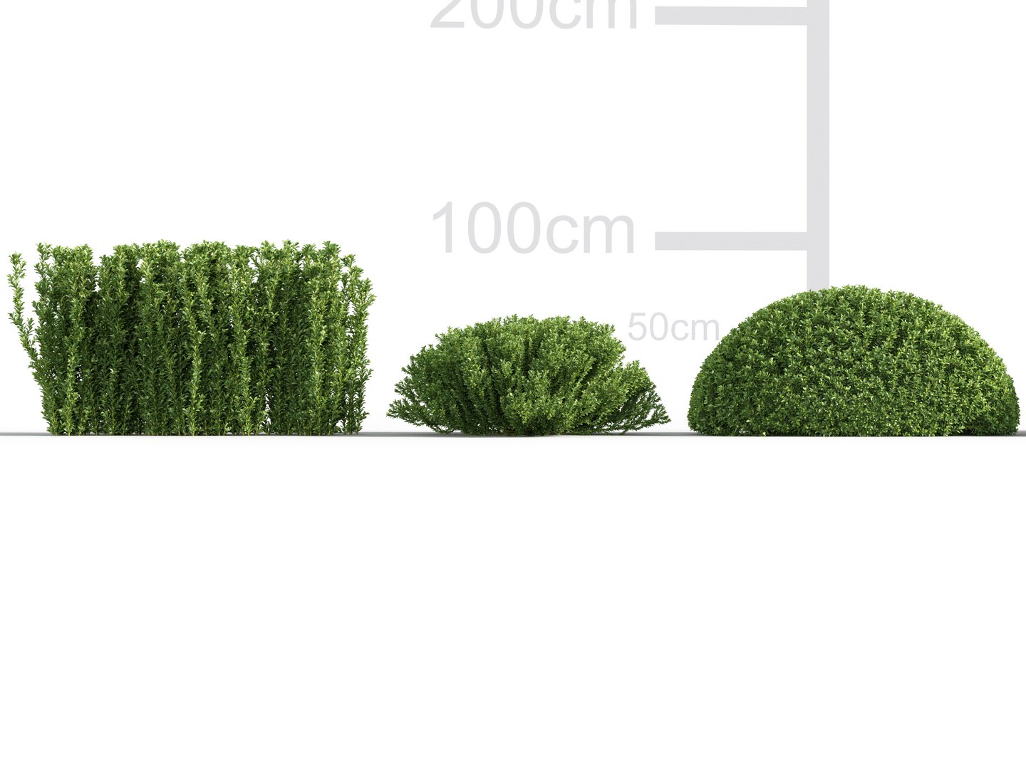 3D Euonymus japonicus - Japanese Spindle Tree 3D model https://p.turbosquid.com/ts-thumb/s9/mYjU8B/Gt/gd_v22_euonymus_japonicus_02/jpg/1787323076/1920x1080/fit_q87/0679165aae0ba76e7af7068fe724db770beefd2c/gd_v22_euonymus_japonicus_02.jpg