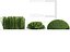 Euonymus japonicus - Japanese Spindle Tree 3D model